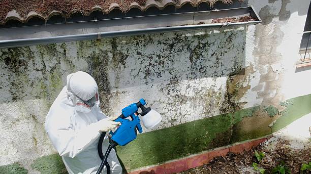 Trusted Mold Inspection service in Lockport, NY - Cheap Mold Removal